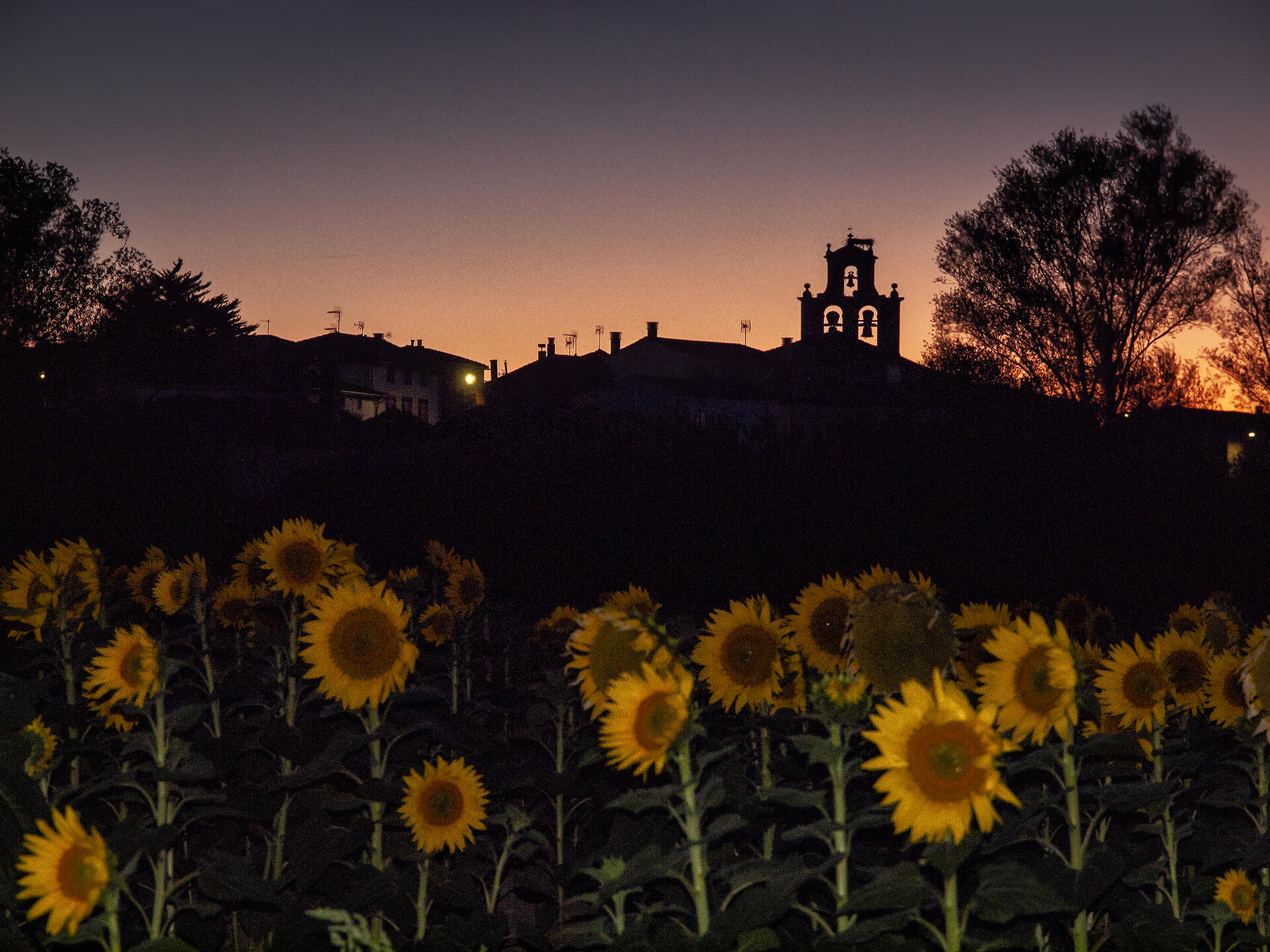 Girasoles